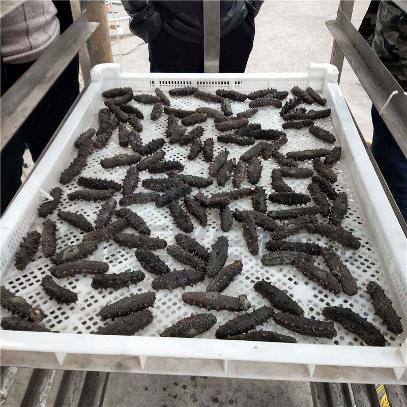 威海6匹海参高温热泵烘干机刺参空气能烘干设备一小时5度电