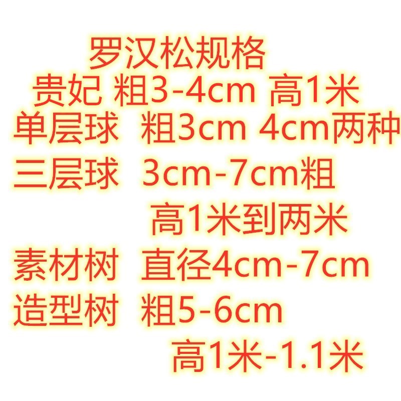 雀舌罗汉松金丝绒贵妃单层球三层球造型树大叶小叶带土球发货现挖