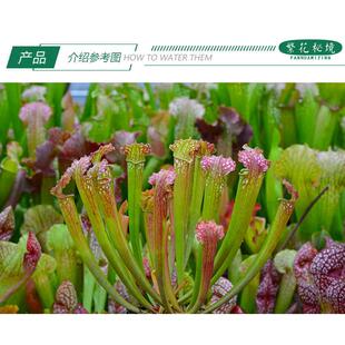 花哈密瓶子草【直立可以长很高喜阳盆栽大型绿植多肉食人花】