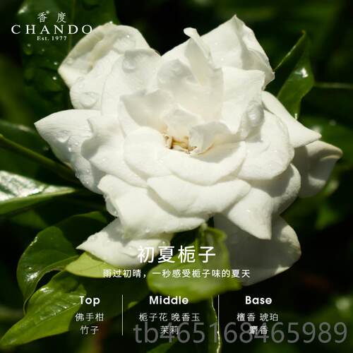 高档度CHANDO石水汽车莲载香薰氛女士车内香香摆件