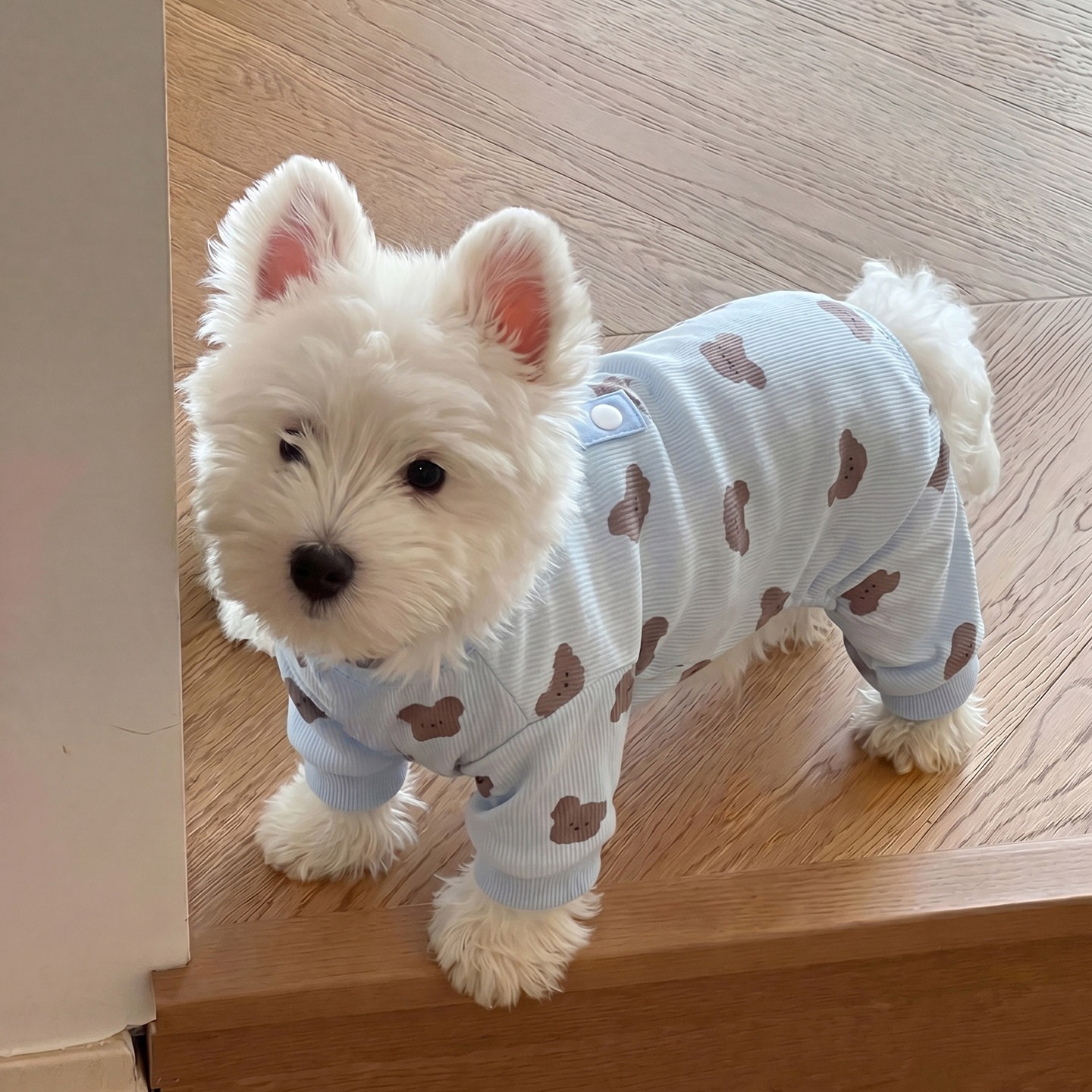 小狗狗衣服夏季小型犬雪纳瑞比熊猫咪四脚衣防掉毛薄款宠物凉凉衣