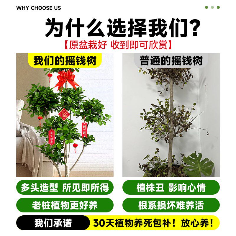 摇钱树盆栽金钱榕办公室大型发财树乔G迁之喜室内客厅绿植招财榕