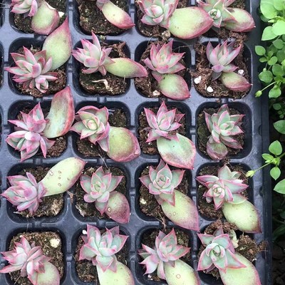 10颗惊鸿仙子穴盘苗,带盆F带土发货,多肉惊鸿仙子