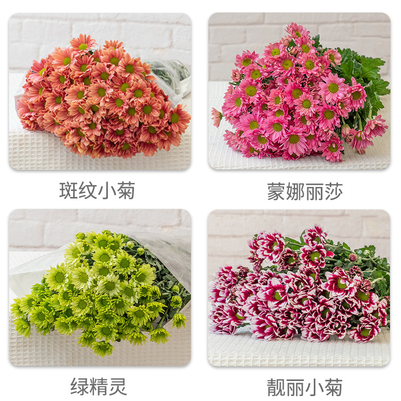 小雏菊纽扣菊鲜花多头小菊小清新B文艺花束新鲜采鲜切花束家庭水