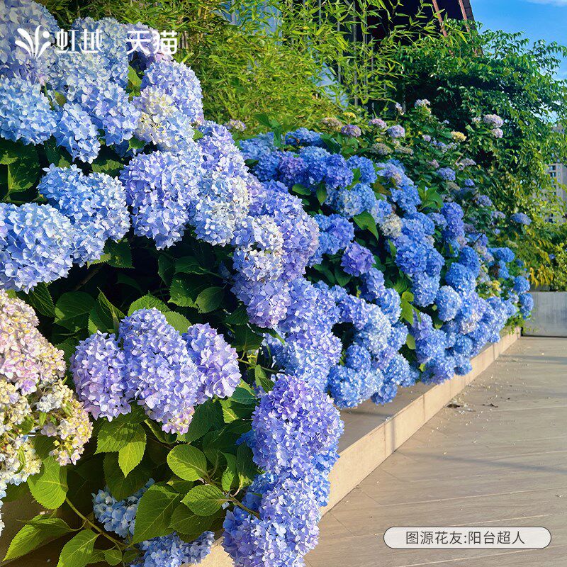 绣球花无尽夏花手鞠魔幻革命海洋绣球花苗大花盆T栽苗老桩树好养