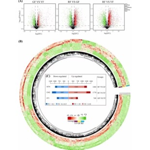 分析指导讲解/生信数据分析/单细胞转录组/Meta分析/R语言代谢组