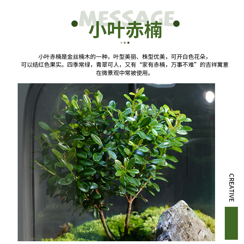 桌面植物微景g观玻璃生态瓶苔藓成品好养创意绿植室内装饰摆件盆