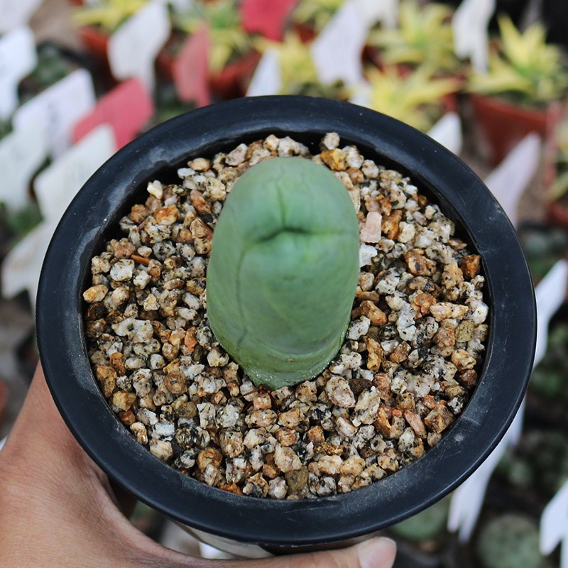 成程柱程程柱趣味美观稀r有好养易度夏仙人柱仙人掌多肉观赏小盆