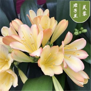 带花苞大苗当年开花 君子兰盆栽精品绿植花卉植物室内圆头和尚四季