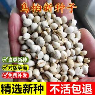 当年新采乌桕种子山乌桕腊子树种籽桕子树室外园林景观绿化苗木树