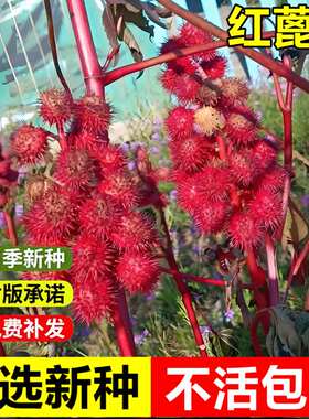 当年新采红蓖麻种子饱满大蓖麻子油中药材八麻子草麻草质灌木种子