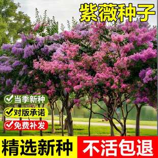 当年新采紫薇种子入惊儿树百日红紫薇树种籽室外景观美化落叶乔木