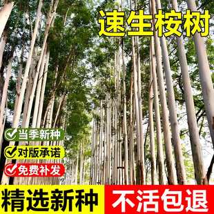 当年新采桉树种子大叶有加利大叶桉白柴油树可造纸常绿乔木树种籽