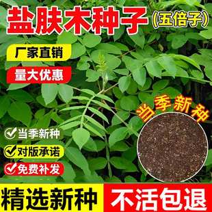 当年新采盐肤木种子多年生蜜源树种籽五倍子耐寒耐旱护坡灌木种籽