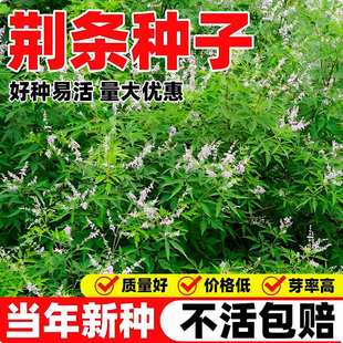 当年新采荆条种子牡荆五指风五指柑黄荆柴黄金子蜜源绿肥护坡固土