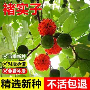 褚实子种子中药材种子构树种子构树籽楮树种子构桃树种籽构乳树