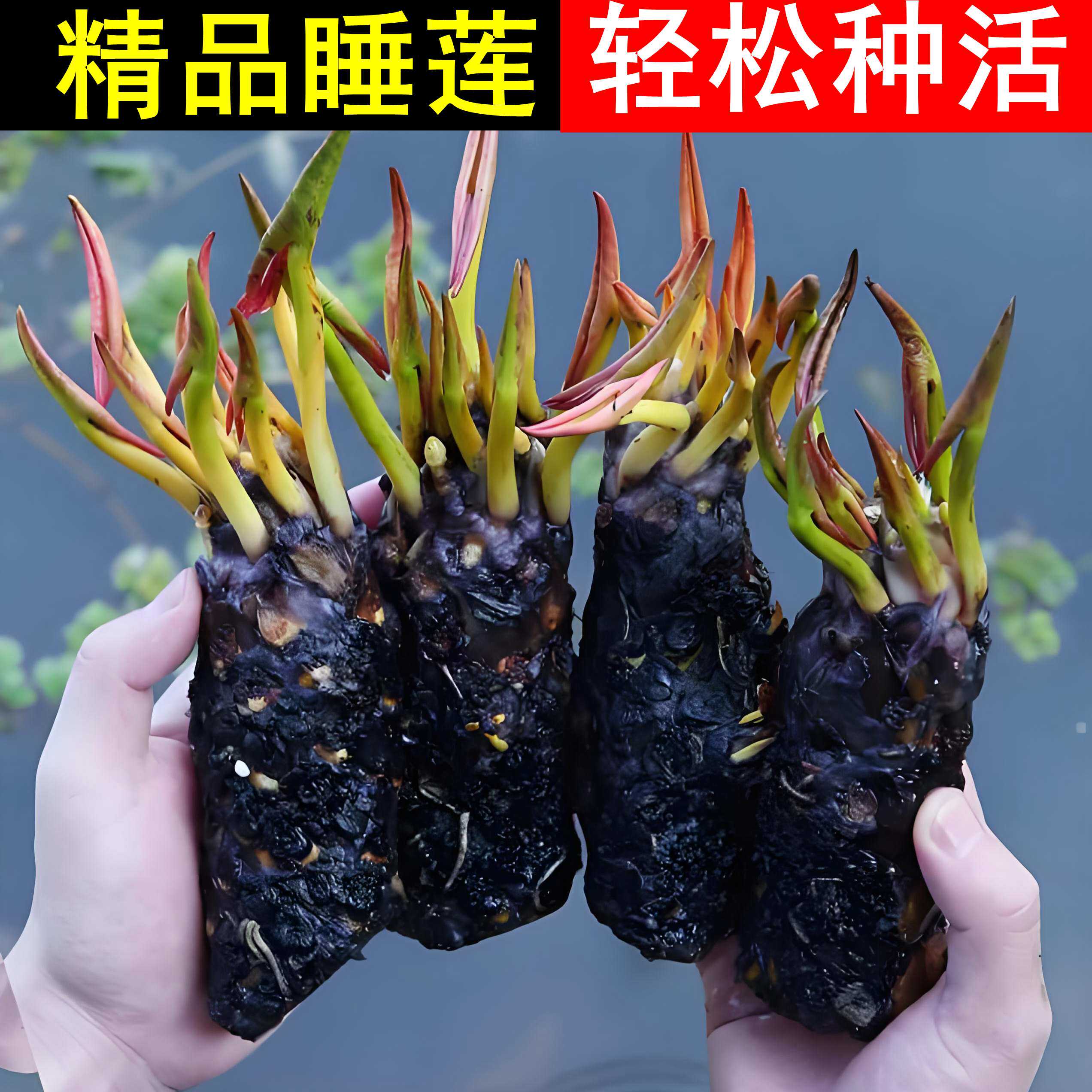 睡莲根块水培花卉池塘小河水缸夏季开花室外盆栽易种水养花卉植物