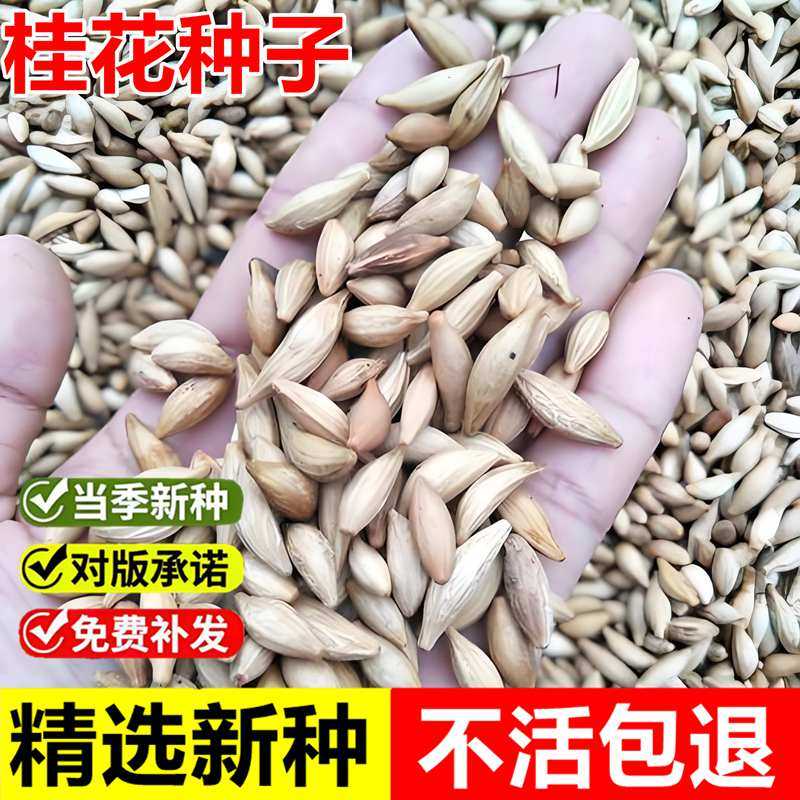 当年新采桂花种子金桂丹桂银桂四季桂花树种籽室外庭院景观美化