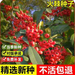 当年新采火棘种子耐旱耐贫瘠护土固坡园林工程绿化火把果铁篱笆