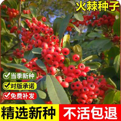 当年新采火棘种子耐旱耐贫瘠护土固坡园林工程绿化火把果铁篱笆