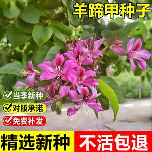 羊蹄甲种子红花洋蹄甲香港洋大花紫荆玲甲花园林庭园观赏乔木树种