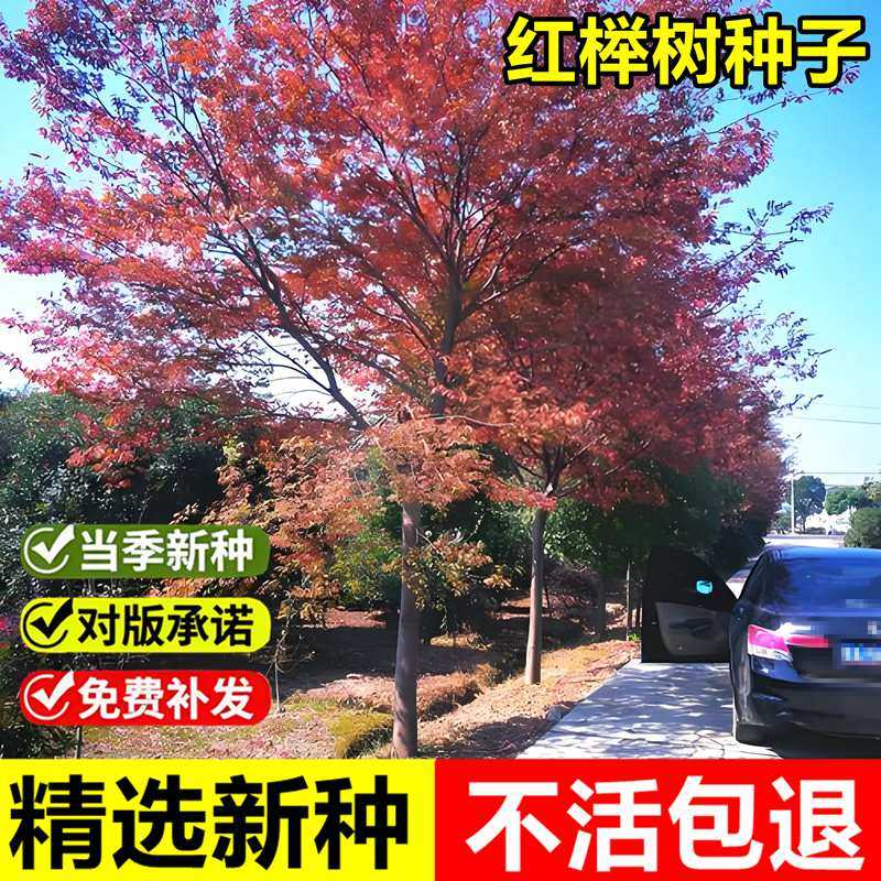 当年新采红榉树种子大叶榉树光叶榉鸡油树景观绿化落叶乔木树种子