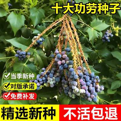 当年新采十大功劳种子老鼠刺八角刺黄天竹土黄柏土黄连绿篱树种子