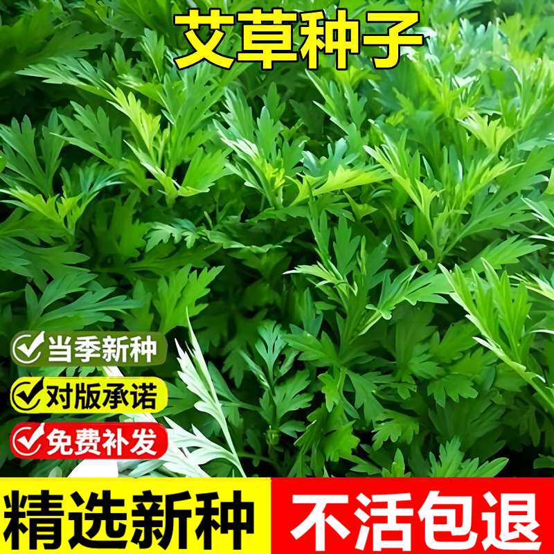 艾草种子艾蒿蕲艾食用青团室外田园庭院盆栽易种植驱蚊艾草种籽
