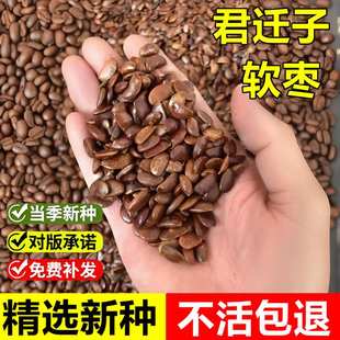 当年新采君迁子种子软枣种子黑柿野柿子嫁接柿子树砧木耐寒耐贫瘠