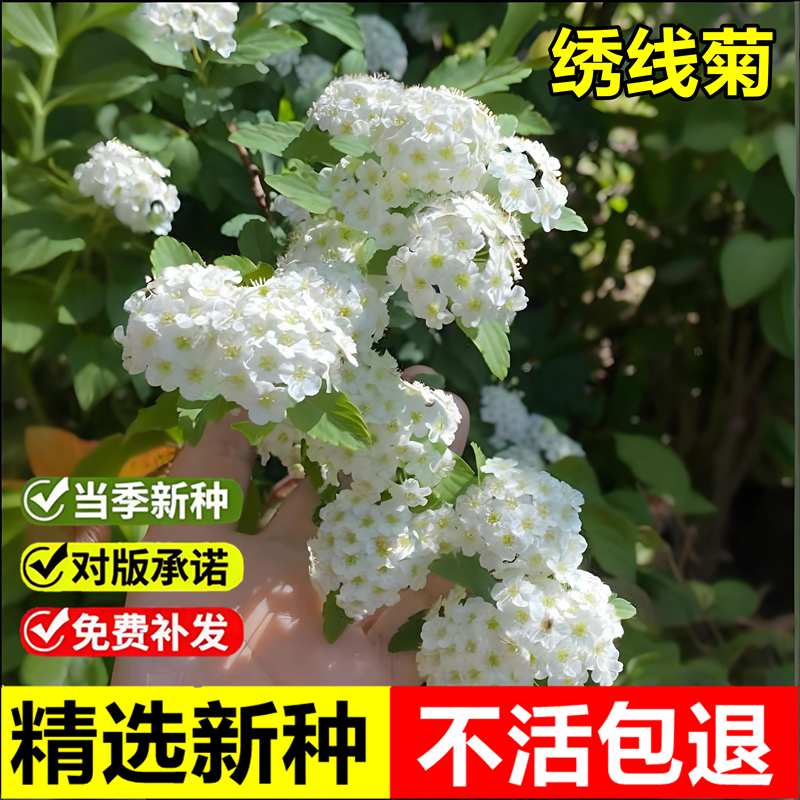 当年新采绣线菊种子马尿溲珍珠梅多年生耐寒耐贫瘠直立灌木树种子图片