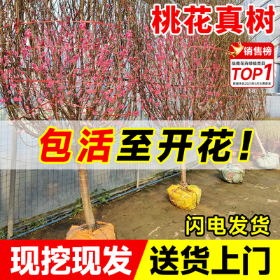 观赏桃花树活苗庭院花卉绿植物室内大型真树盆栽好养易活四季开花