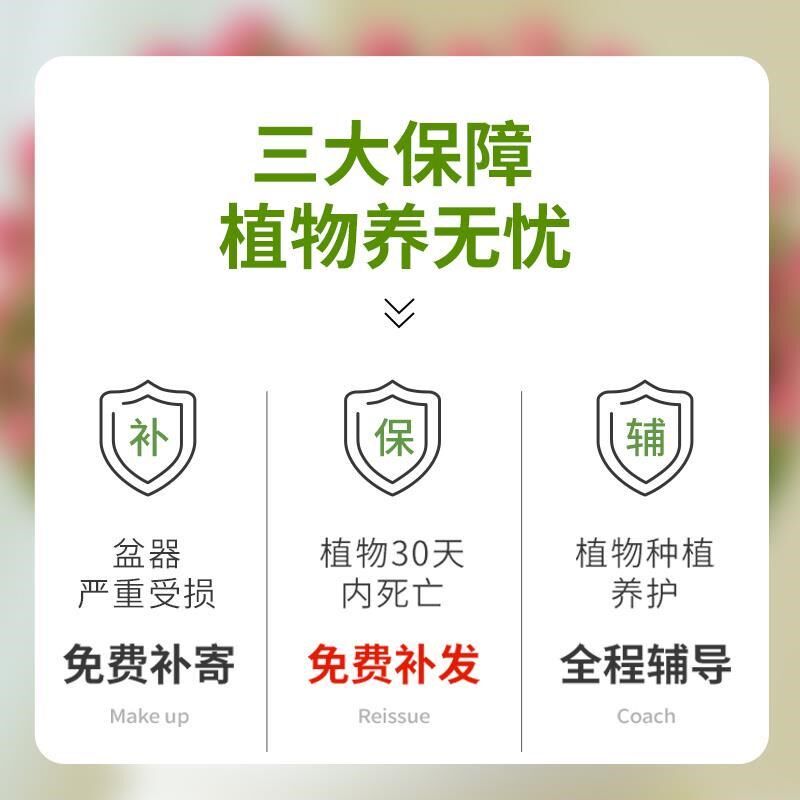 钱串子盆栽多肉植物旺财多头钱串串室内桌面绿植S精品肉肉大号老