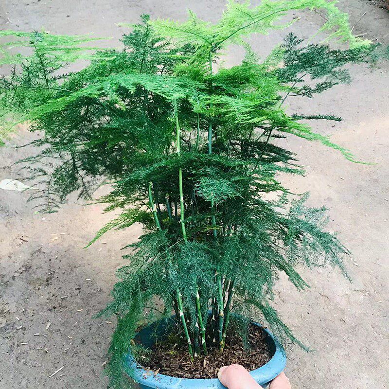 文竹盆栽大文竹室内客q厅庭院耐寒植物花四季常青土培盆景净化空