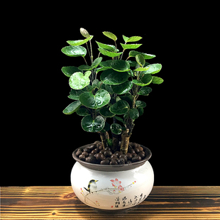 常 金钱兜盆栽d招财植物钱多多福禄桐办公室桌面绿植室内客厅四季