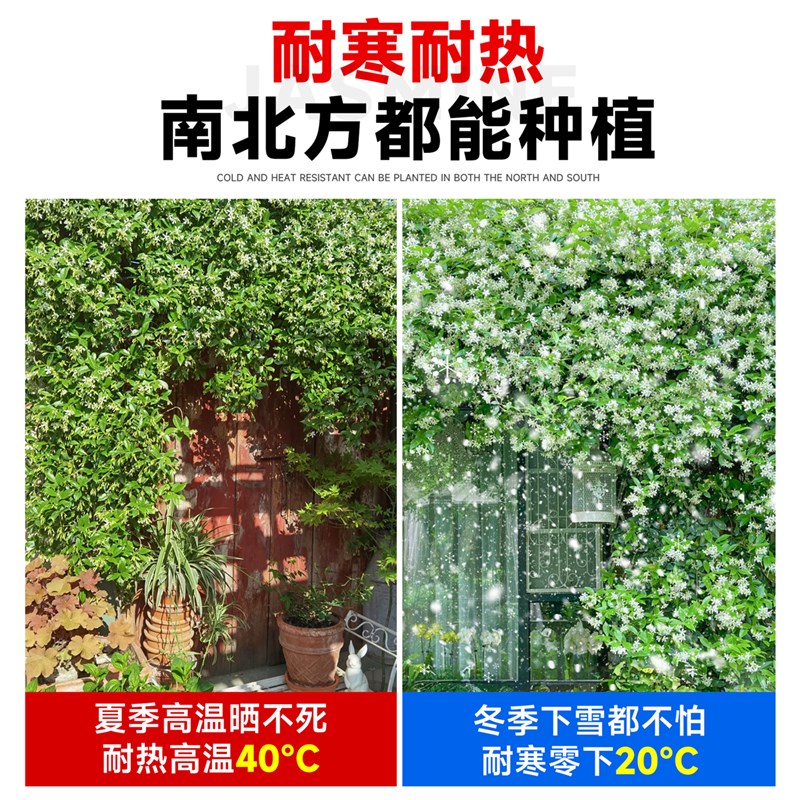 风车茉莉爬藤植物老m桩大苗四季开花阳台盆栽庭院爬墙花卉耐寒好