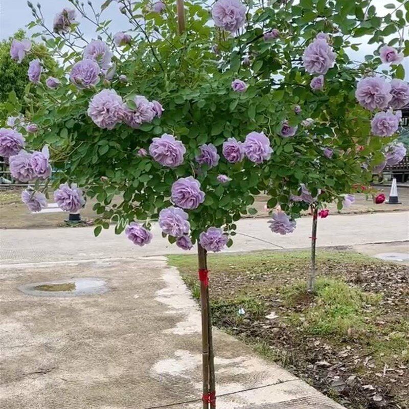 蓝色阴雨棒棒糖树状月季花树苗C特大花玫瑰四季阳台庭院浓香