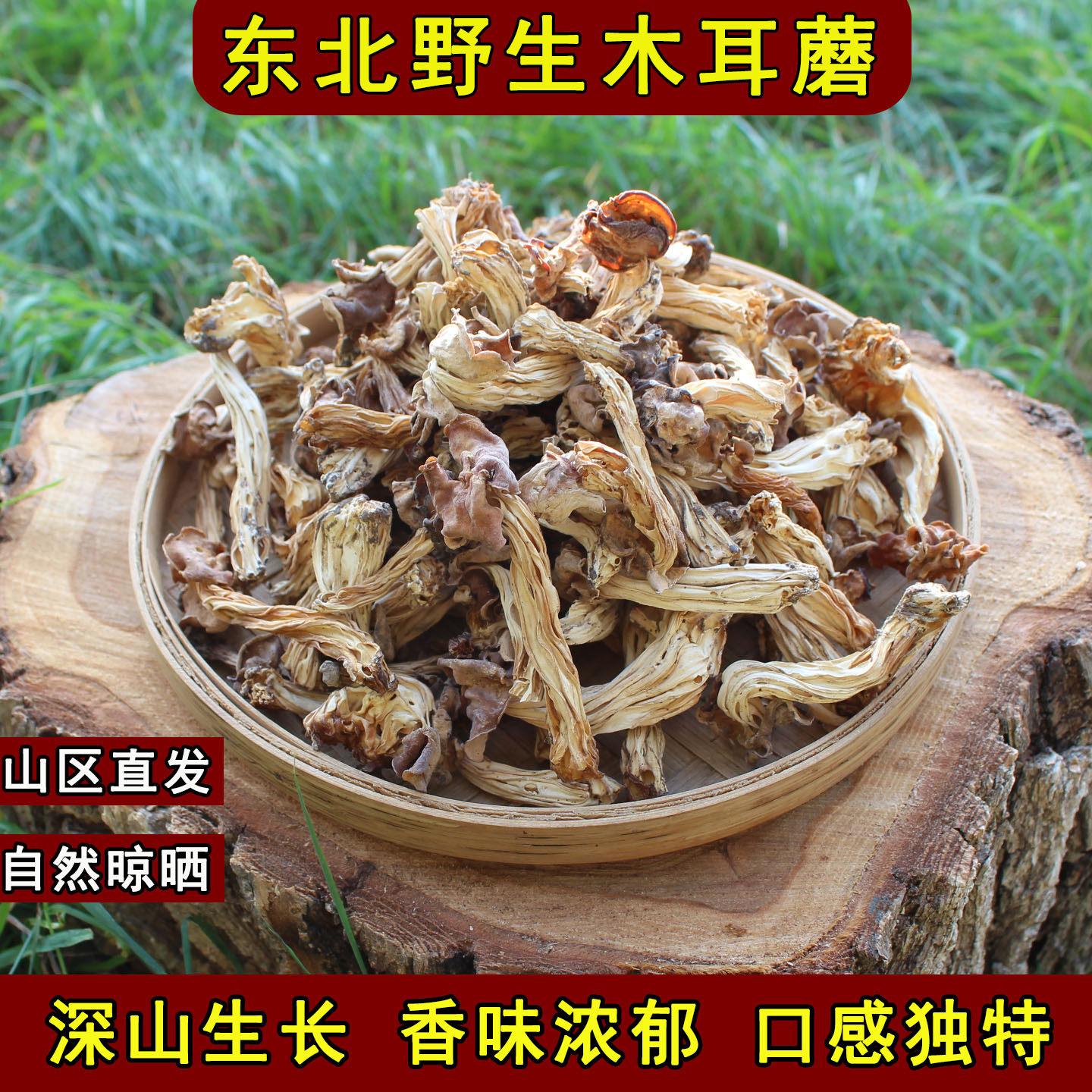 东北野生木耳蘑腐竹蘑马鞍菌煲汤食材干货自然晾晒木耳蘑菇巴楚菇