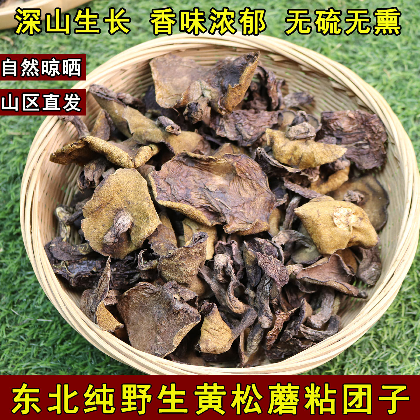 东北野生松蘑菇新鲜松树蘑菇松蘑干货粘团子松树菇蛾子山珍黏蛾子