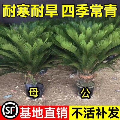 铁树盆栽植物小树苗苏铁四季常青室内外客厅盆景龙铁好养花卉绿植