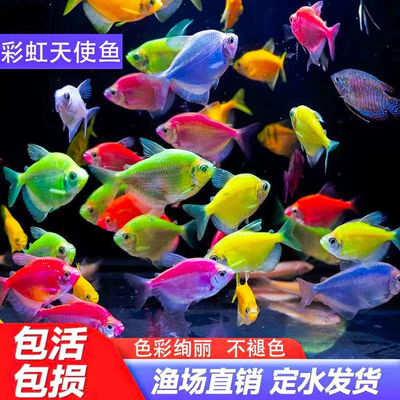 大号天使鱼热带观赏鱼灯科群游鱼活体鱼天使鱼斑马鱼淡水好养易活