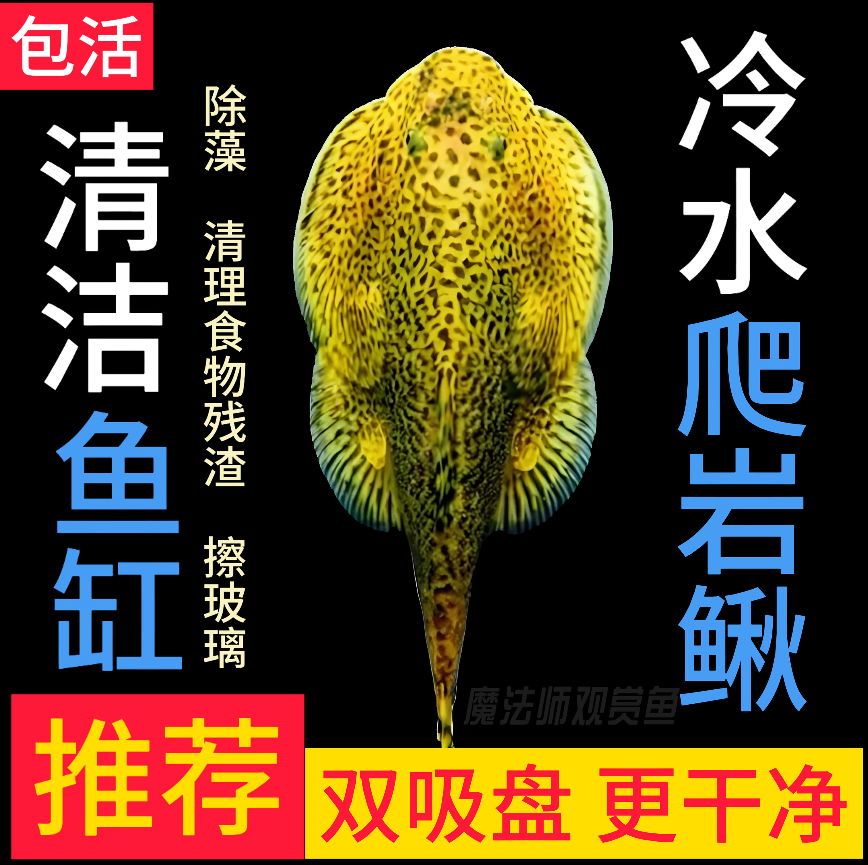 贵州爬岩楸冷水清道夫工具鱼琵琶鱼吸鳅除藻清理鱼缸残渣清洁鱼,宠物/宠物食品及用品,鱼,淘宝优惠券,粉丝福利购,淘宝优惠卷