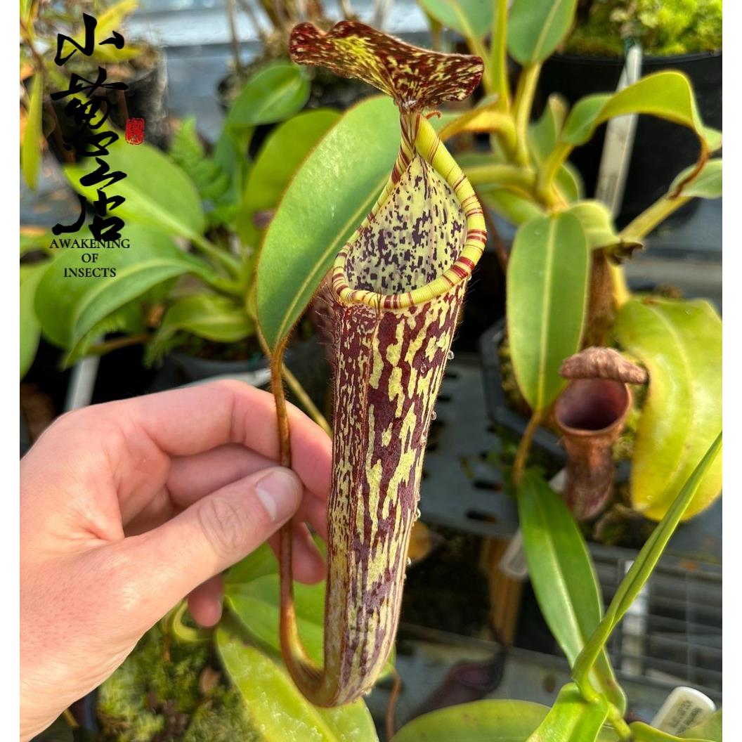 食虫植物 --窄叶猪笼草花斑笼高端食虫猪笼草精选绿植食虫草