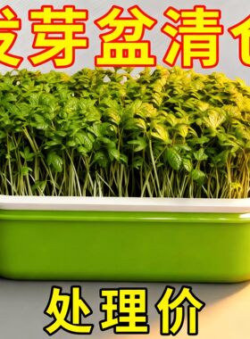 豆苗育苗盘种植盆发芽神器