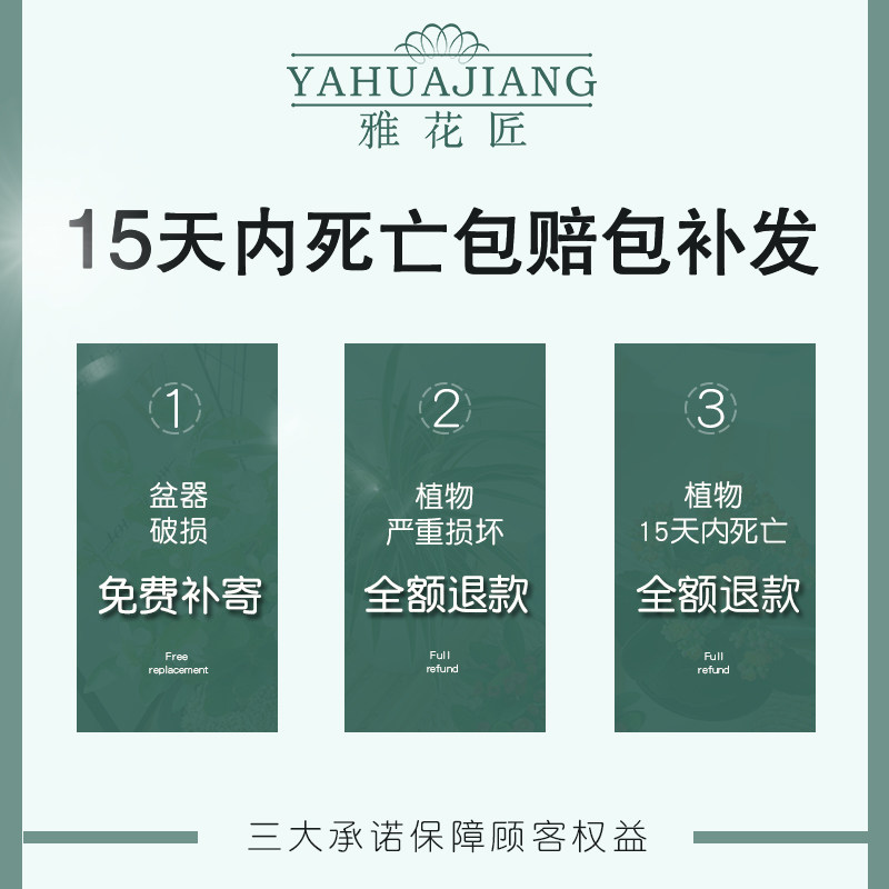 长寿茉莉花发财树花卉盆栽植物室内小绿植吊兰芦荟V四季九里香好