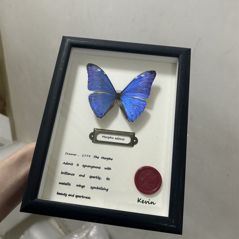 安东尼斯闪蝶蝴蝶标本创意礼物成品蓝色生日礼物名贵摆件装饰品