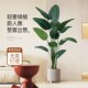仿真绿植高端轻奢旅人蕉室内大型落地盆栽客厅装 饰摆件花树假植物