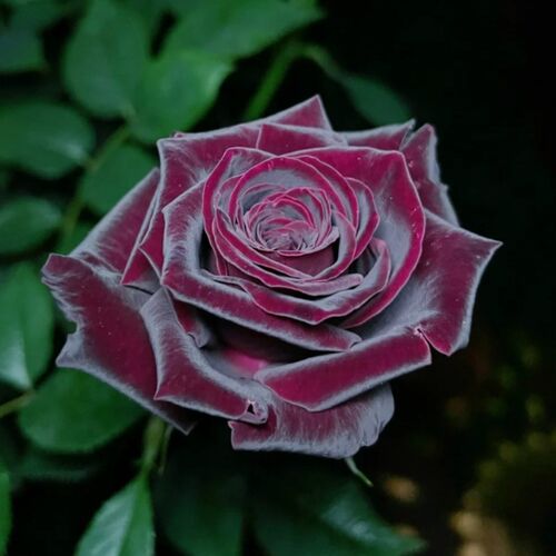 黑巴克玫瑰月季花大苗丝绒质感强暗红色I四季开阳台庭院花卉绿植