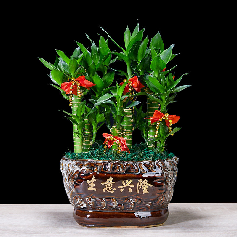 节节高富贵竹植物客厅转运绿植盆栽办公I室内桌面好养盆景四季常