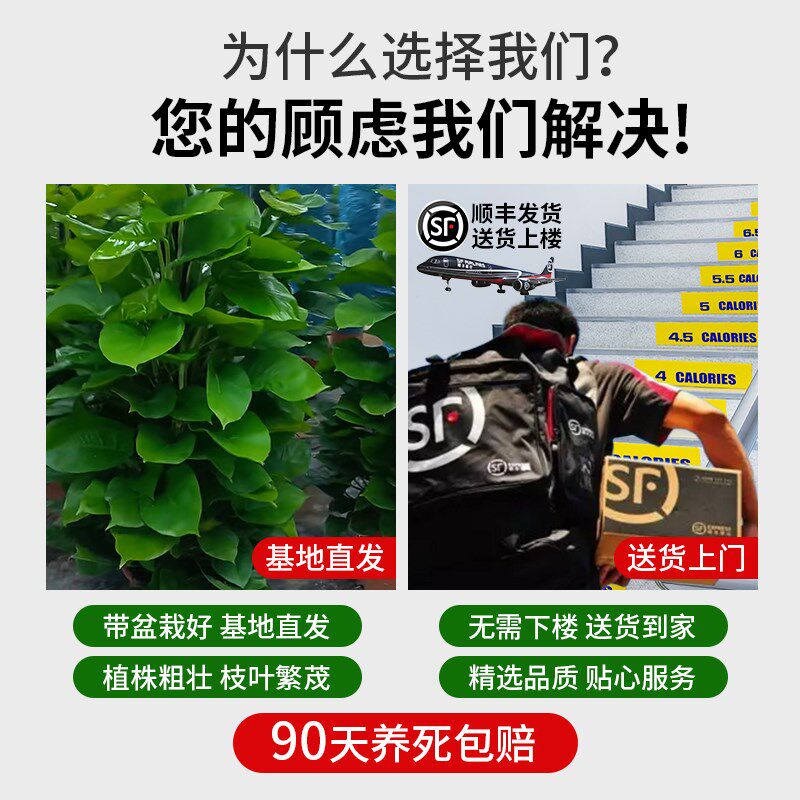 大叶绿萝柱盆栽客厅大型绿植带A盆新家入住除甲醛净化空气好养绿