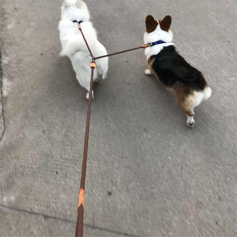 一拖二狗狗牵引绳两只狗小型犬猫防绕G防磨加泡棉把手遛狗绳狗链